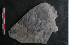 Foto (Detailansicht) von Syringodendron cyclostigma Brongniart (NHMW-GEO-2024-0188-11104)